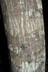 Fuscospora cliffortioides: bark of a young tree.
 Image: K.A. Ford © Landcare Research 2015 CC BY 3.0 NZ